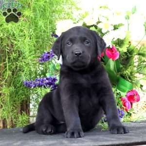 Teddy, Black Labrador Retriever Puppy