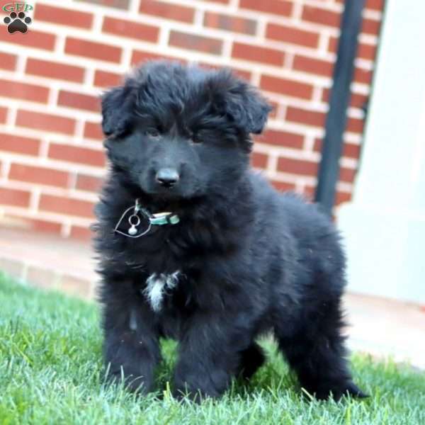 Teresa-Longhaired, German Shepherd Puppy