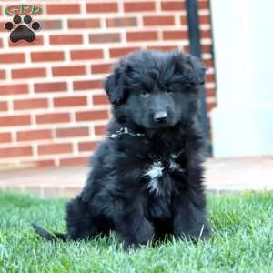 Teresa-Longhaired, German Shepherd Puppy