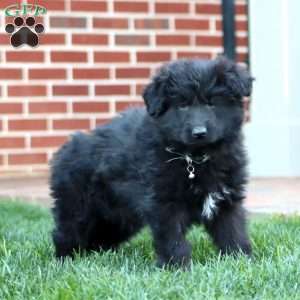 Teresa-Longhaired, German Shepherd Puppy