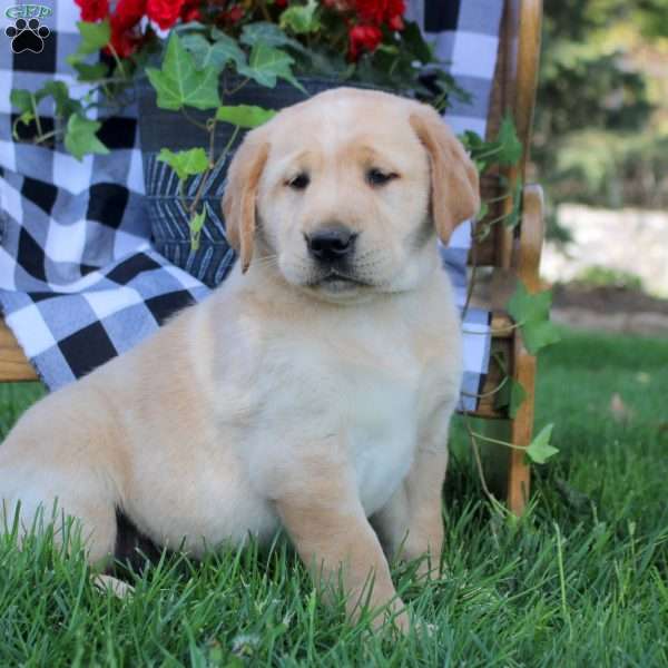 Tessa, Golden Labrador Puppy