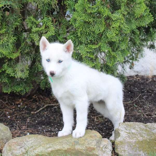 Tessa, Siberian Husky Puppy