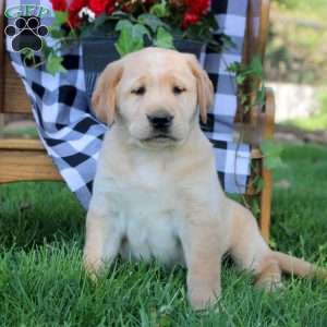 Tessa, Golden Labrador Puppy