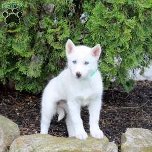 Tessa, Siberian Husky Puppy