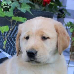 Tessa, Golden Labrador Puppy