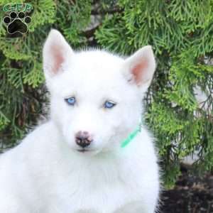Tessa, Siberian Husky Puppy