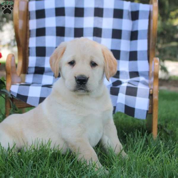 Thea, Golden Labrador Puppy