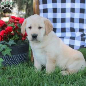 Thea, Golden Labrador Puppy