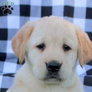 Thea, Golden Labrador Puppy