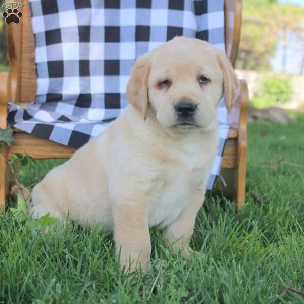 Theo, Golden Labrador Puppy