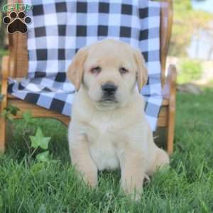 Theo, Golden Labrador Puppy