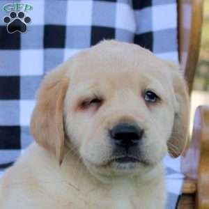Theo, Golden Labrador Puppy