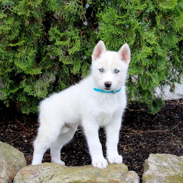 Thor, Siberian Husky Puppy