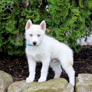 Thor, Siberian Husky Puppy