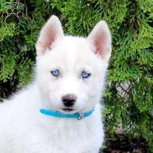 Thor, Siberian Husky Puppy