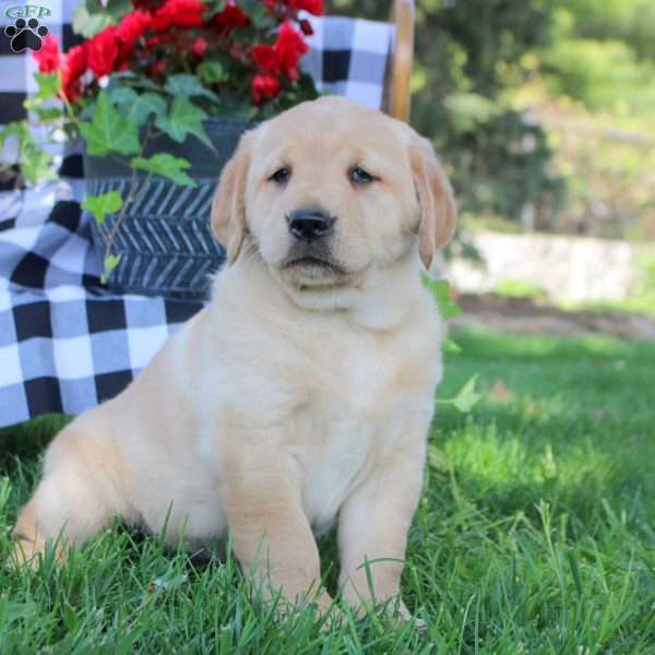 Tiana, Golden Labrador Puppy
