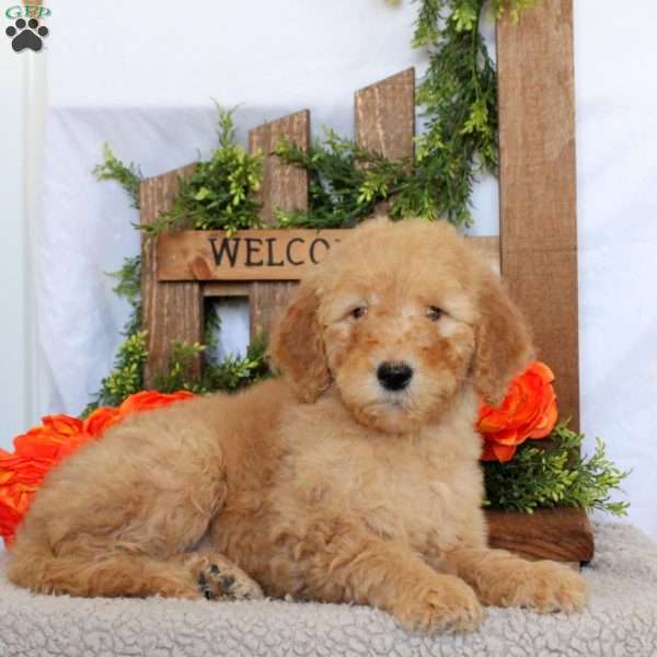 Tiana, Goldendoodle Puppy