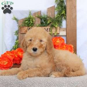 Tiana, Goldendoodle Puppy