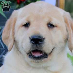 Tiana, Golden Labrador Puppy