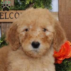 Tiana, Goldendoodle Puppy