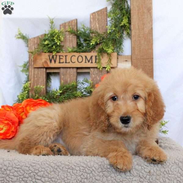Tiffany, Goldendoodle Puppy