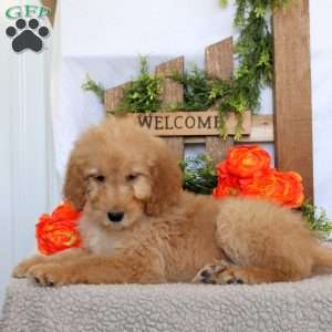 Tiffany, Goldendoodle Puppy
