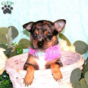 Tiffany, Chihuahua Puppy