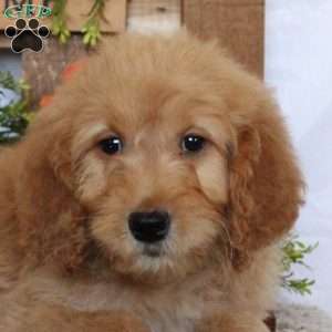 Tiffany, Goldendoodle Puppy