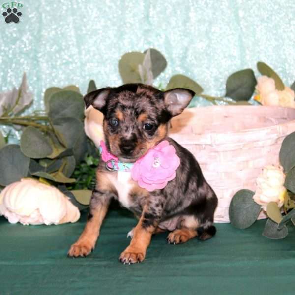 Tiffany, Chihuahua Puppy