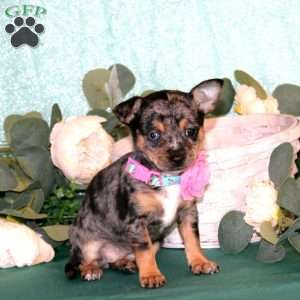 Tiffany, Chihuahua Puppy