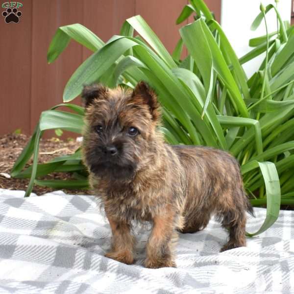 Timber, Cairn Terrier Puppy