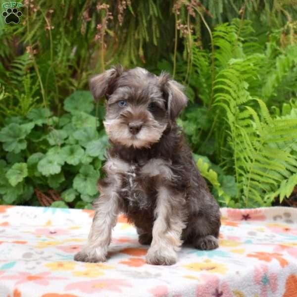 Timber, Miniature Schnauzer Puppy