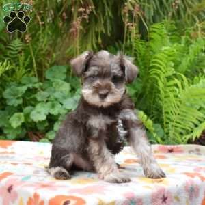 Timber, Miniature Schnauzer Puppy