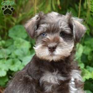 Timber, Miniature Schnauzer Puppy