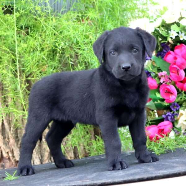 Timber, Black Labrador Retriever Puppy