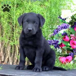 Timber, Black Labrador Retriever Puppy