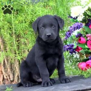 Timber, Black Labrador Retriever Puppy