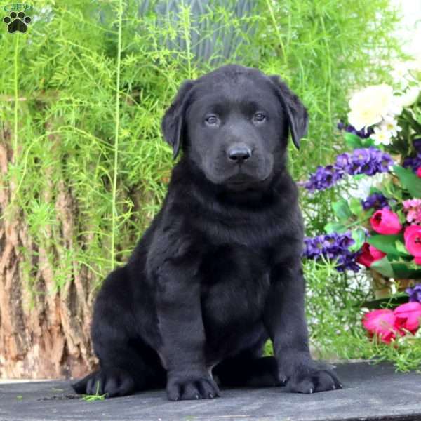 Timmy, Black Labrador Retriever Puppy
