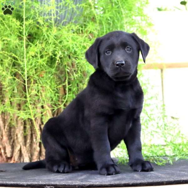 Tina, Black Labrador Retriever Puppy