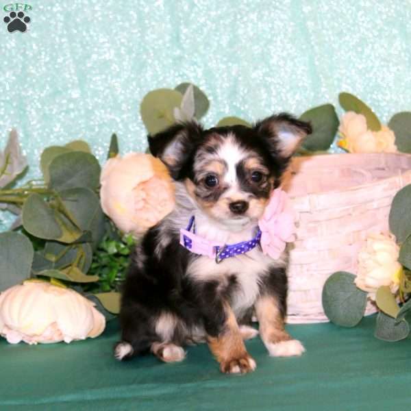 Tirza, Chihuahua Puppy