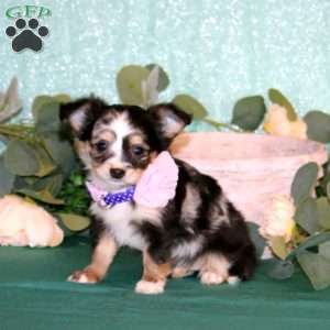 Tirza, Chihuahua Puppy
