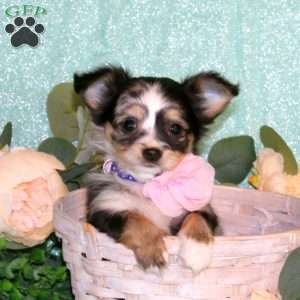 Tirza, Chihuahua Puppy