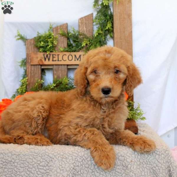 Titus, Goldendoodle Puppy