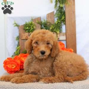 Titus, Goldendoodle Puppy