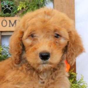 Titus, Goldendoodle Puppy