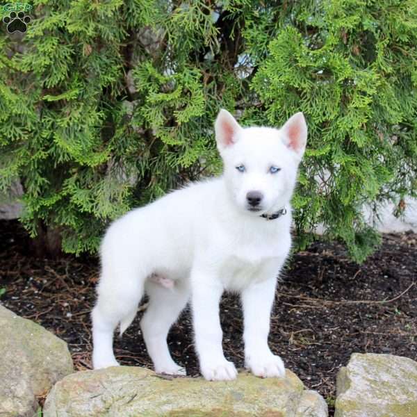 Toby, Siberian Husky Puppy