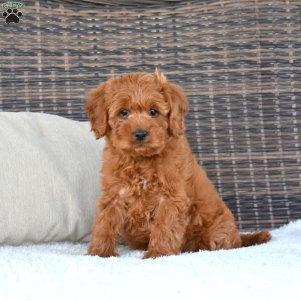 Toby, Cavapoo Puppy