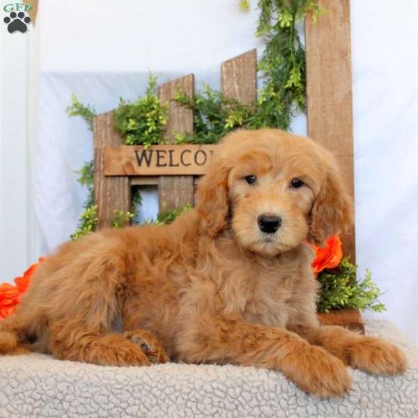 Toby, Goldendoodle Puppy
