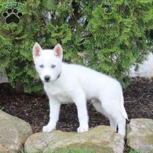 Toby, Siberian Husky Puppy