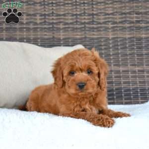 Toby, Cavapoo Puppy